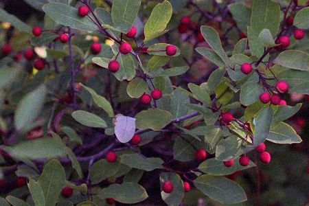 catberry holly (ilex mucronata)