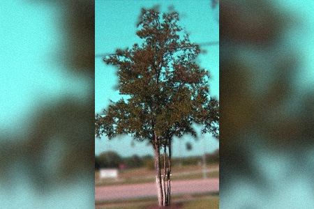 some elm tree species, like cedar elm tree, are extremely resistant to pollution