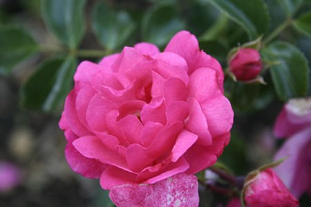 chansonette camellia are one of the most popular camellias types