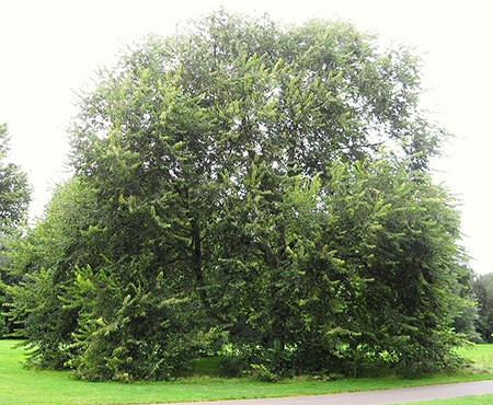cherry bark elm tree