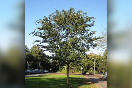chinese elm tree is considered to be one of the unique elm species due to its rounded leaves