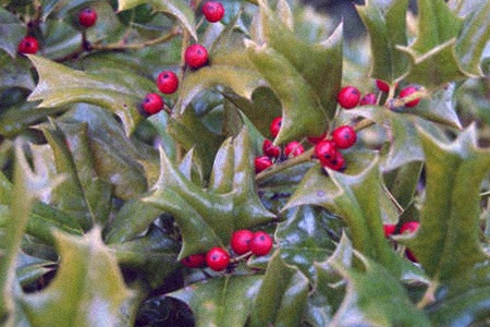 chines holly (ilex cornuta)