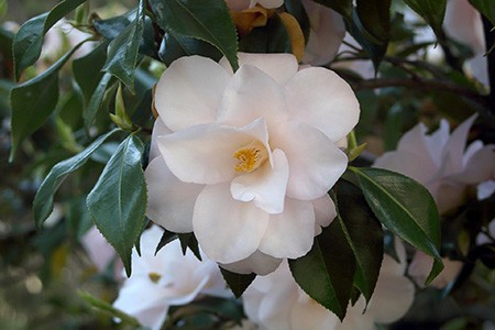 cinnamon cindy camellia