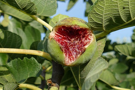 common fig (ficus carica)