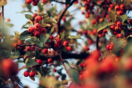 common winterberry (ilex verticillata)