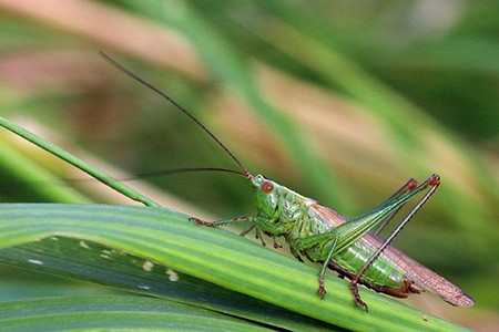 cone-headed grasshoppers