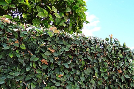 creeping fig (ficus pumila)