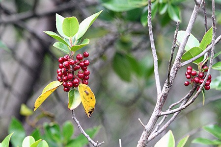 unlike other holly tree types, dahoon holly (ilex cassine), grow very well in swampy places