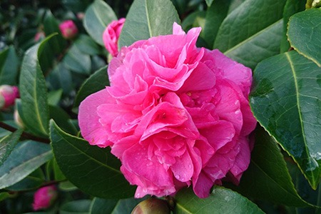 there are many camellias varieties and debbie camellias are perhaps the easiest ones to grow