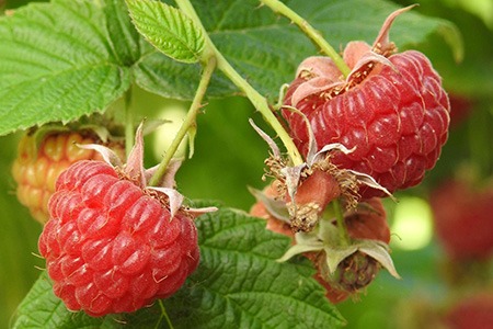 dorman red types of raspberries are very sweet and have beautiful deep red color
