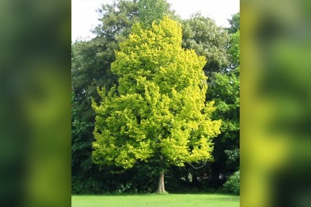 if you are looking for hybrid types of elm trees, check out dutch elm tree