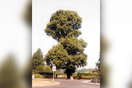 some elm varieties, like english elm tree, can grow up to 130 feet