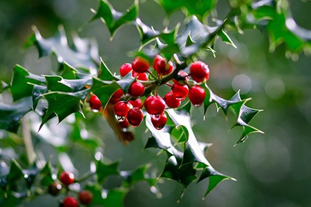 some holly bush types, like english holly (ilex aquifolium), do not love heat - they prefer cold climates