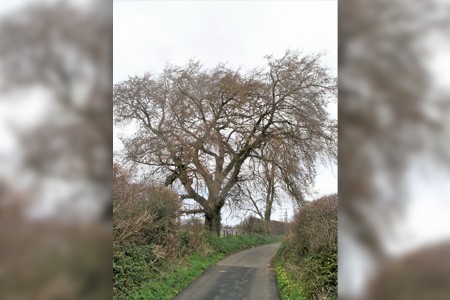 european white elm tree