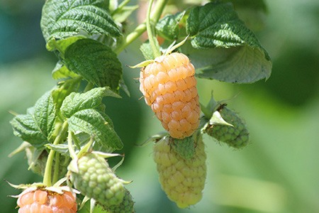 fall gold raspberries