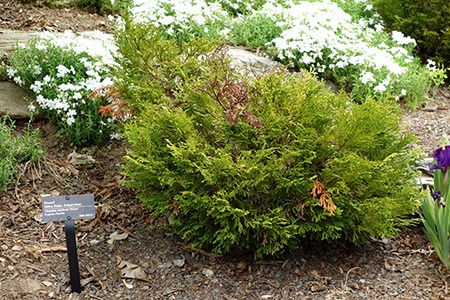 false arborvitae is the most popular varieties of arborvitae within japan