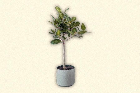 ficus audrey (ficus benghalensis)