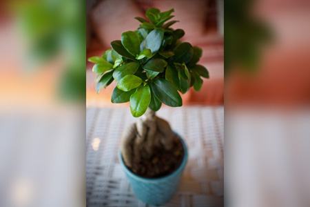 some different types of ficus trees, like ficus ginseng (ficus microcarpa), look like a bonsai tree