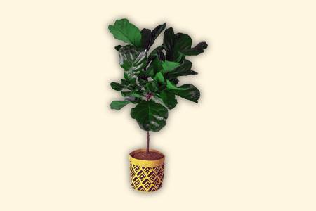 fiddle leaf fig (ficus lyrata) would be the best types of ficus trees if you are looking for something decorative for your room