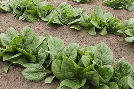 there are different types of spinach, like giant noble spinach, whose leaves can grow up to 25 inches