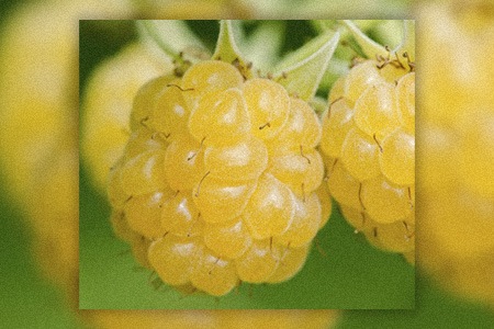 golden summit raspberries