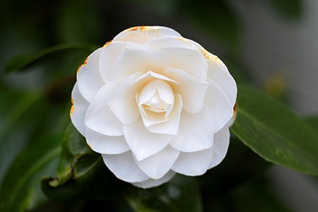 hagoromo camellia