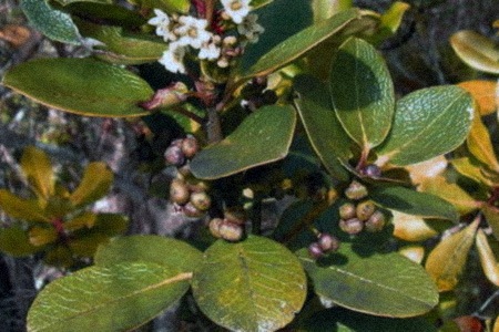 hawaiian holly (ilex anomala)