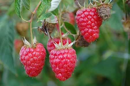 heritage raspberries