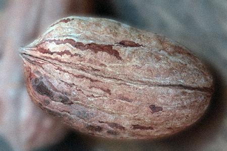 there are some hybrid varieties of pecans like hican pecans