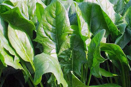 indian summer spinach