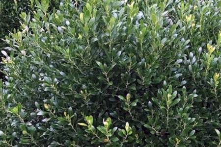 if you are looking for easy-to-grow types of holly bushes for your garden, go with inkberry (ilex glabra) 