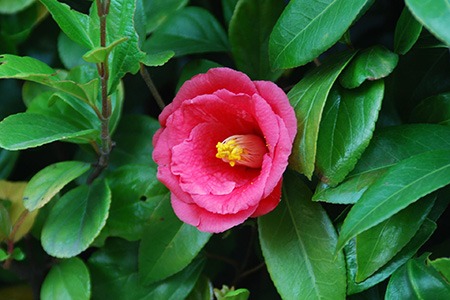 there are many types of camellias and japanese camellia is the dominant species among all