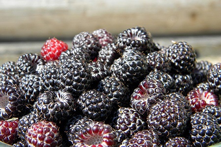 jewel raspberries are one of the black raspberry varieties
