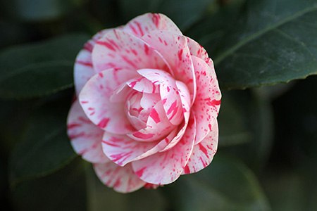 some different types of camellias like lavinia maggie camellia are extremely eye-catching
