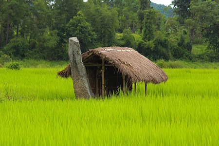 leaf hut