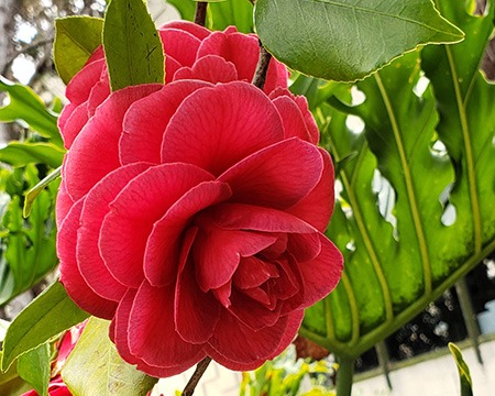 les jury camellia