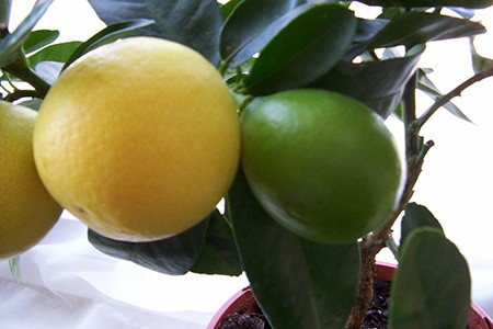 there are hybrid types of limes like limequats which is a resuly of the cross-pollination of key limes and kumquats