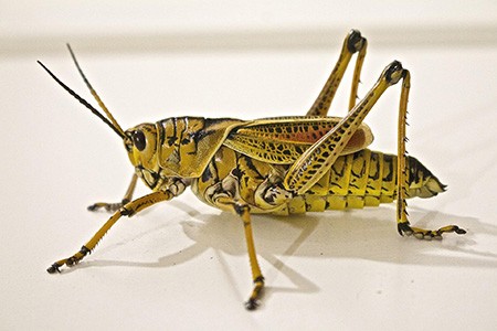 one of the most dangerous grasshopper varieties for your plants and vegetation are locusts