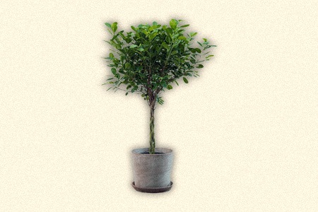 if you are looking types of ficus that are great for indoor planting, try going with lollipop tree (ficus daniella)