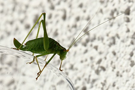 long-horned grasshoppers