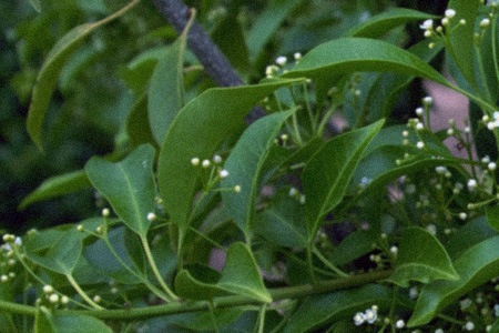 longstalked holly (ilex pedunculosa)