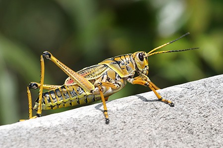 lubber grasshoppers