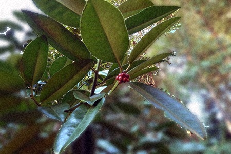lusterleaf holly (ilex latifolia)