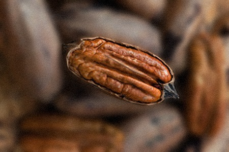 mahan pecans