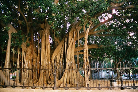 mareton bay fig (ficus macrophylla)