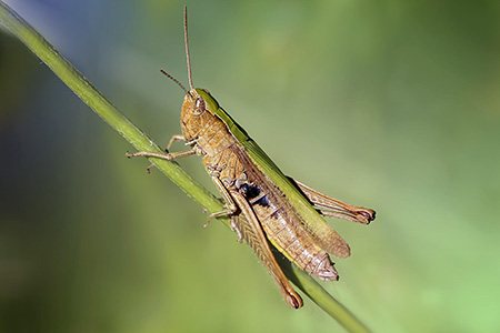 meadow grasshoppers