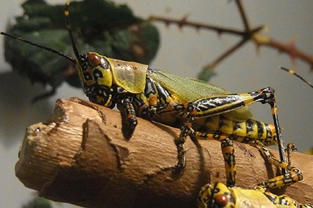 there are different kinds of grasshoppers, like migratory grasshoppers, that love to travel across continents in the search for a new breeding region