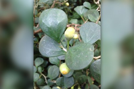 mistletoe fig (ficus deltoidea)