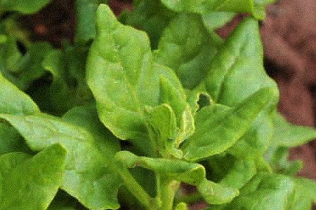if you are looking for some spinach varieties that can be chewed easily then you must definitely go with new zealand spinach