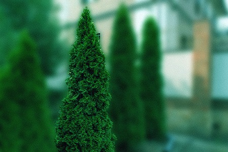 some types of arborvitae, like north pole arborvitae, can stay green all year round